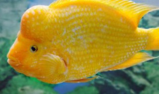 麒麟鹦鹉鱼怎么养起头 麒麟鹦鹉鱼能养到多大