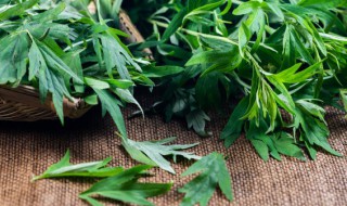 艾草放门口驱蚊子吗（门口挂艾草可以驱蚊吗）