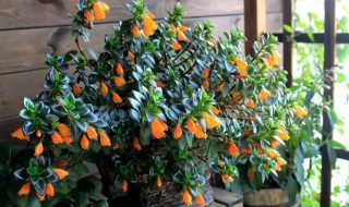 盆栽的钓金鱼花怎么浇水（金鱼花用什么水浇好）