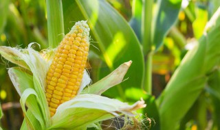 尿素能腐烂玉米秸秆吗 玉米秸秆腐烂后可以做肥料吗