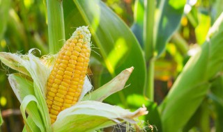 玉米秸秆有什么用途寻求合作 玉米秸秆可以做什么原料