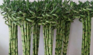 家中摆两盆水养富贵竹好不好 水养富贵竹一盆放几根