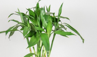 土培富贵竹几天浇一次水啊(土培的富贵竹需要每天浇水吗)