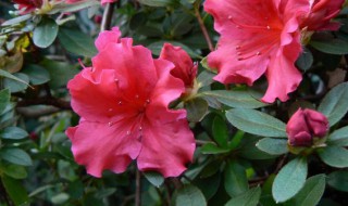 杜鹃花和栀子花长什么样 杜鹃花和栀子花用什么土最好