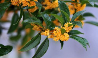 桂花开花时能浇水吗（桂花开的时候能不能浇水了）