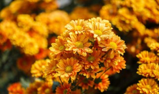 菊花一天需要浇几次水 菊花一天浇多少水