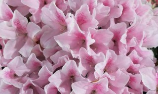 请问杜鹃花怎么养不爱死啊