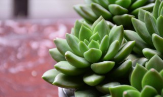 多肉徒长了怎么砍头