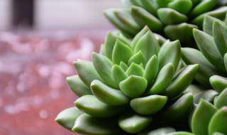 多肉叶插怎么能发芽快（多肉叶片扦插发芽后怎样让他长得快）