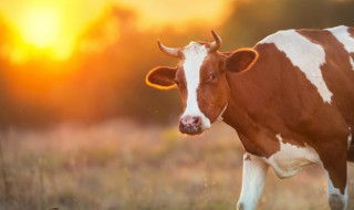 牛进家里有什么不吉利 牛进家里会怎么样