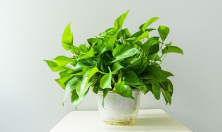怎么把土培的绿萝改成水培 如何把水培绿萝转成土培