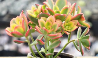 艳日辉多肉怎么养 艳日辉多肉怎么养护