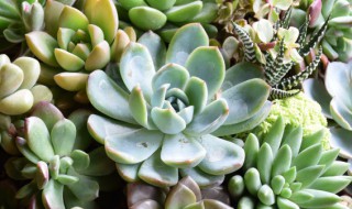 多肉黑腐后怎么处理（多肉黑腐有没有什么措施）