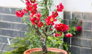 家里为什么不能养海棠 家里不能养海棠吗