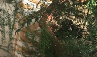 文竹冬天几天浇一次水 文竹冬天多久浇水