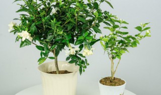 栀子花几天浇一次水（栀子花几天浇一次水是最好的）