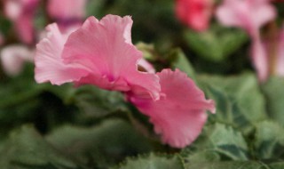 仙客来几天浇一次水 仙客来多久浇水