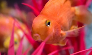 鹦鹉鱼怎么养长得快 鹦鹉鱼怎样养长得快