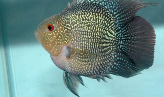 麒麟鹦鹉鱼怎么养 麒麟鹦鹉鱼怎么养才能起头