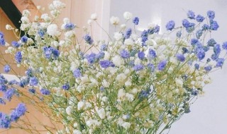 土培满天星如何改为水培（满天星是水培还是土培）