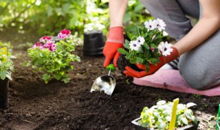 多肉出芽出根后怎么办（多肉发芽长根后怎么办）