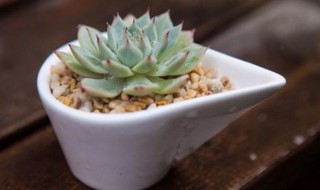 多肉有点蔫怎么办（多肉有点蔫了怎么回事）