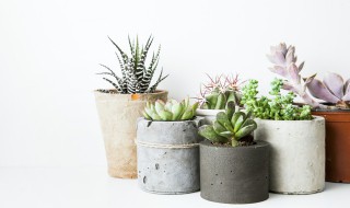 多肉根黑了怎么办啊 多肉根变黑是怎么回事