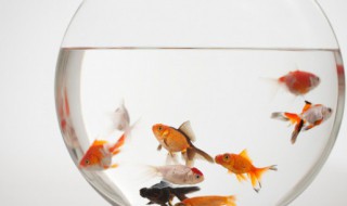 在家里养的金鱼为什么养不大 为啥家里养金鱼养不活