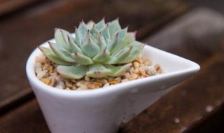 网购多肉怎么上盆(网购多肉如何上盆)