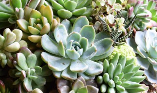 多肉浇水多了怎么办 多肉植物水浇多了怎么办