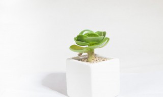 多肉怎么养成老桩多头（多肉怎么养成老桩多头视频）