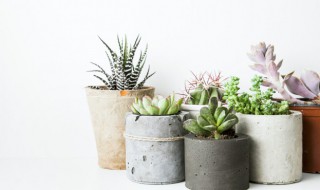 多肉佛珠怎么找根结 多肉佛珠怎么种在土里