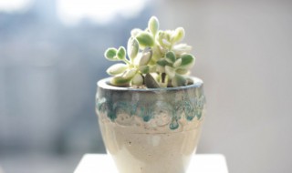 多肉得了灰霉病怎么办 多肉长灰霉了怎么办