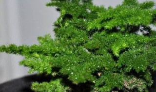 云竹几天浇一次水 云竹几天浇一次水是最好的