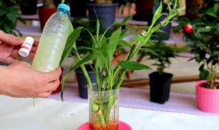 养富贵竹的水里应该放什么营养料（水养富贵竹需要加什么营养）