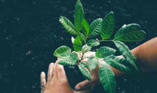 可以自配水培花草营养液吗 水培植物营养液可以用来浇花吗