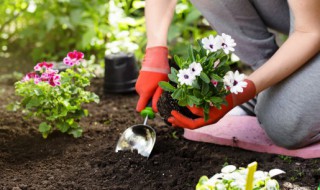 水培转土培的注意事项 土培可以直接转水培吗