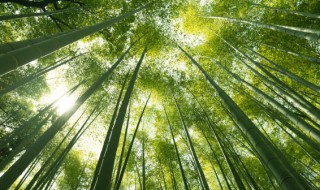 家里养的竹子叫什么（家里养的竹子叫什么竹）