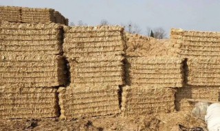 干秸秆如何发酵喂牛（秸秆怎么发酵才能喂牛）