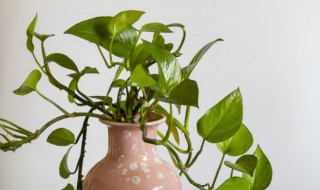 新栽绿萝多久浇一次水（新栽的绿萝多久浇水）