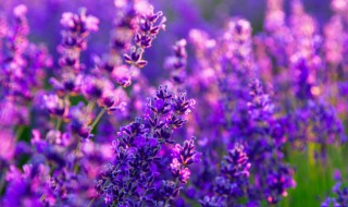 盆栽花可以浇盐水吗（盐水能否浇花）