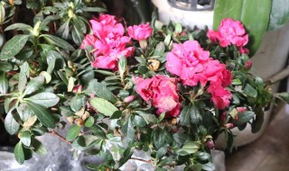 杜鹃花一盆浇多少水（杜鹃花浇水浇多少）