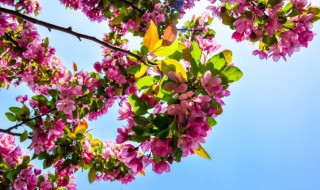 几天浇一次花 淘米水几天浇一次花