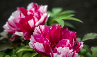 牡丹开花必须有芍药吗为什么 为什么有牡丹就必须有芍药