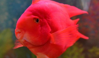 鹦鹉鱼起黑纱多久能养过来 鹦鹉鱼起黑纱怎么办