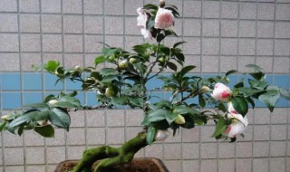 盆栽茶花怎样配土 茶花种植怎样配土