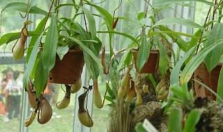 猪笼草怎么养才会结笼子 怎样让猪笼草很快结笼子