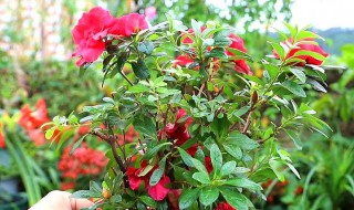 杜鹃花是不是怕浇茶水（杜鹃花可以喝茶吗）