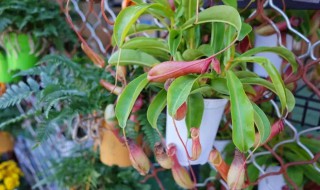 猪笼草中的水有毒吗 猪笼草有毒吗?