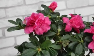 杜鹃花开花时怎样浇水 杜鹃花开花的时候怎么浇水